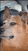 dog-confused.gif