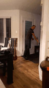IMG_6223.gif