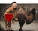 kohphi camel.webp