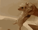 weasel-bath.gif