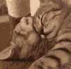 IMG_8838.gif