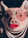 lipstick-on-a-pig.webp