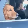 dog-side-eye-rolling-window-up.webp