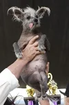 scooter-seven-year-old-chinese-crested-wins-2023-world's-440nw-13982427n.webp