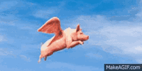 pig-fly.gif