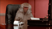 giphy_monkey.gif