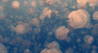 jellyf.gif