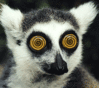 [w.giantbomb.com] 1135148-eyes.gif