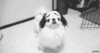 excited dog.gif