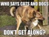 awww-look-the-puppy-is-giving-the-kitty-a-hug_c_4346053.jpg