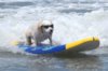 surfing-dog-1.jpg