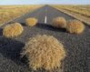 tumbleweed-roadkill_LRG.jpg