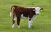 Calf.jpg