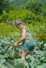 gardener-with-hoe-picture-id467030411.jpeg