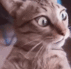 5913b5a54ae6a974881303.gif