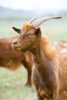 5461586-red-goat-at-green-pasture-in-steppe-Stock-Photo.jpg