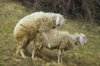 13052746-sheep-in-love-in-grass.jpg