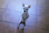 tenor-7.gif