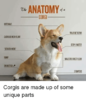 antennas-glorious-neck-floof-scratch-here-rump-drumstick-p-anatomy-5675052.png