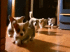 giphy(3).gif