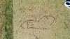 cricket penis.jpg