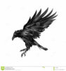 drawing-sketch-flying-black-crow-white-background-86273037.jpg