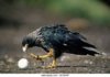 eagle.jpg