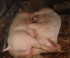 a_aaa-and-69-pigs-love.jpg