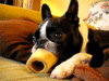 3CDAF49B-5197-4F90-A95F-B721474D4FBD.gif