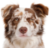 [bluebuffalo.com] compare-dog.png