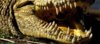 1-crocodile.jpg