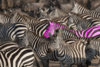 zebras_high_res_pink.jpg