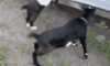 [media.galaxant.com] best-of-fainting-goats4 [e].gif