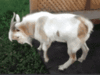 fainting goat [e].gif