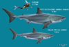 shark-low-res19.jpg