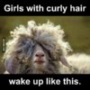 curly goat.jpg