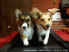 [1opinionatedwoman.com] corgis_treadmill.gif