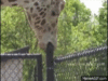 mkGpnh.gif