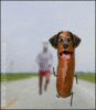 sausagedog4jh.gif