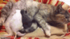 813B0199-C3FC-41F8-94DC-1F9739CC50F8.gif
