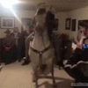 dancehorse.gif
