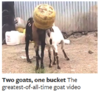 2 goats 1 bucket.PNG