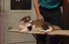 [gfycat.com] MassiveReliableGnatcatcher [e].gif
