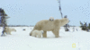 BD141039-682D-4EAE-9063-736ECEC60BA9.gif