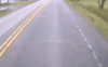 [giphy.com] hit-deer-bus [e].gif