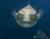 puffer fish.gif
