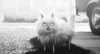tumblr_mc7lojmF011r8jeswo2_500.gif