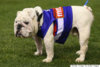 o-WESTERN-BULLDOGS-MASCOT-570.jpg
