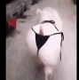 tenor-30.gif