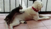 rub my puppies.GIF
